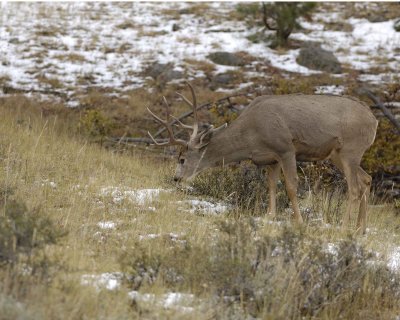 Deer, Mule, Buck-100909-Deer Ridge, RMNP, CO-#0323.jpg