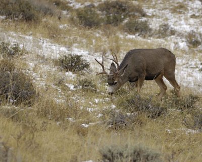Deer, Mule, Buck-100909-Deer Ridge, RMNP, CO-#0344.jpg