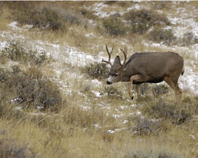 Deer, Mule, Buck-100909-Deer Ridge, RMNP, CO-#0354.jpg