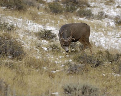 Deer, Mule, Buck-100909-Deer Ridge, RMNP, CO-#0362.jpg