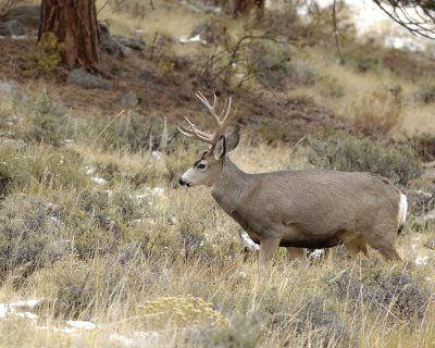Deer, Mule, Buck-100909-Deer Ridge, RMNP, CO-#0367.jpg