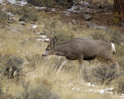 Deer, Mule, Buck-100909-Deer Ridge, RMNP, CO-#0368.jpg