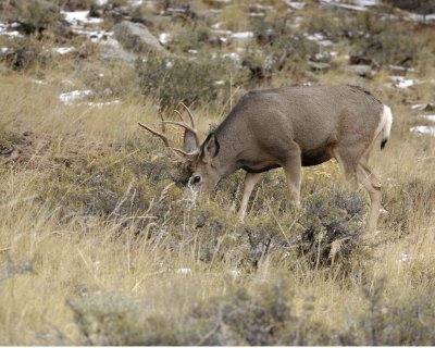 Deer, Mule, Buck-100909-Deer Ridge, RMNP, CO-#0370.jpg