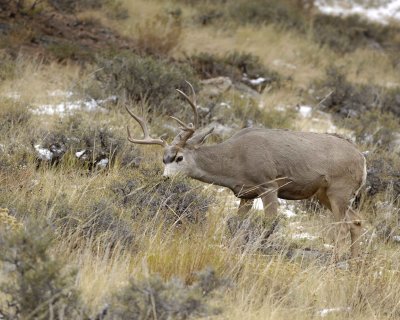 Deer, Mule, Buck-100909-Deer Ridge, RMNP, CO-#0391.jpg