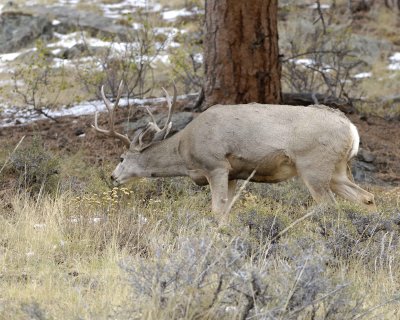 Deer, Mule, Buck-100909-Deer Ridge, RMNP, CO-#0406.jpg