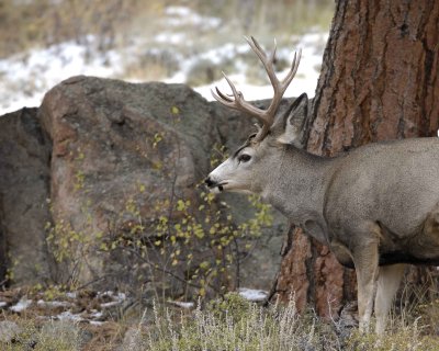 Deer, Mule, Buck-100909-Deer Ridge, RMNP, CO-#0421.jpg