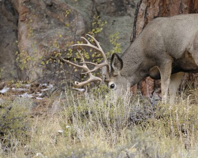 Deer, Mule, Buck-100909-Deer Ridge, RMNP, CO-#0422.jpg