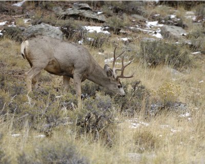 Deer, Mule, Buck-100909-Deer Ridge, RMNP, CO-#0426.jpg