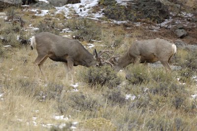 Deer, Mule, Buck-100909-Deer Ridge, RMNP, CO-#0453.jpg