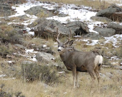 Deer, Mule, Buck-100909-Deer Ridge, RMNP, CO-#0477.jpg