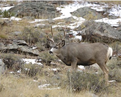 Deer, Mule, Buck-100909-Deer Ridge, RMNP, CO-#0500.jpg