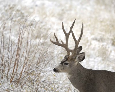 Deer, Mule, Buck-101009-Deer Ridge, RMNP, CO-#0310.jpg
