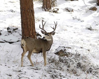 Deer, Mule, Buck-101009-Deer Ridge, RMNP, CO-#0343.jpg