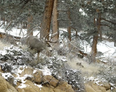 Deer, Mule, Buck-101109-Deer Ridge, RMNP, CO-#0060.jpg