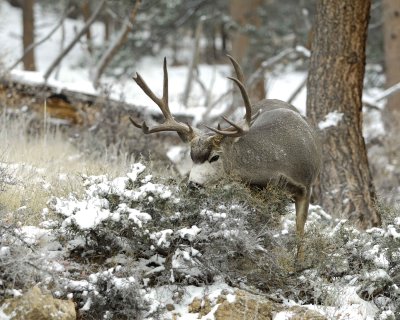 Deer, Mule, Buck-101109-Deer Ridge, RMNP, CO-#0097.jpg