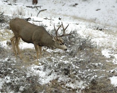 Deer, Mule, Buck-101109-Deer Ridge, RMNP, CO-#0109.jpg