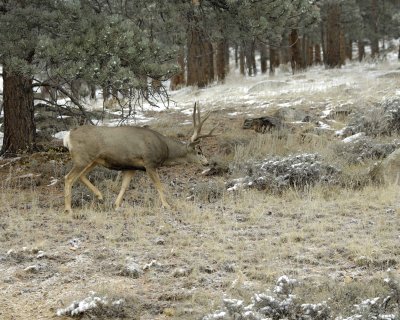 Deer, Mule, Buck-101109-Deer Ridge, RMNP, CO-#0114.jpg