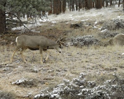 Deer, Mule, Buck-101109-Deer Ridge, RMNP, CO-#0118.jpg