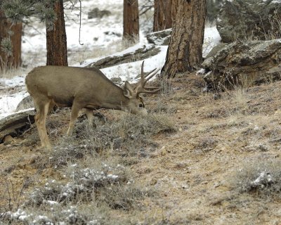 Deer, Mule, Buck-101109-Deer Ridge, RMNP, CO-#0145.jpg