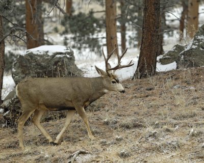 Deer, Mule, Buck-101109-Deer Ridge, RMNP, CO-#0173.jpg