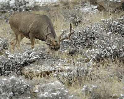 Deer, Mule, Buck-101109-Deer Ridge, RMNP, CO-#0202.jpg