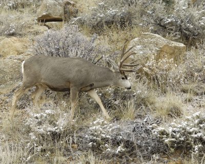 Deer, Mule, Buck-101109-Deer Ridge, RMNP, CO-#0535.jpg