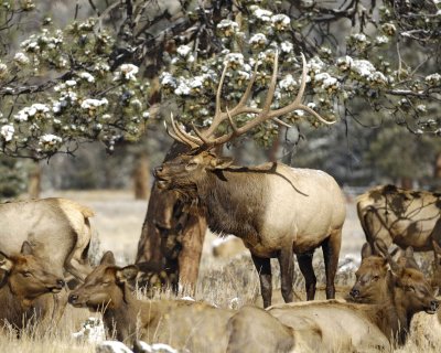 Elk, Bull, buggling-101009-Elk Trail Ct, Estes Park, CO-#0466.jpg