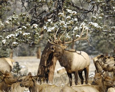Elk, Bull, buggling-101009-Elk Trail Ct, Estes Park, CO-#0469.jpg