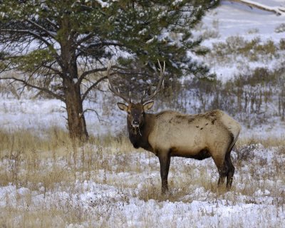 Elk, Bull-100909-Moraine Park, RMNP, CO-#0092.jpg