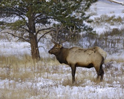 Elk, Bull-100909-Moraine Park, RMNP, CO-#0094.jpg