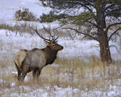 Elk, Bull-100909-Moraine Park, RMNP, CO-#0098.jpg