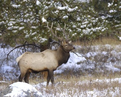Elk, Bull-100909-Moraine Park, RMNP, CO-#0142.jpg