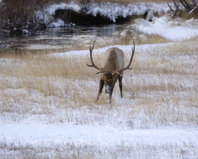 Elk, Bull-100909-Moraine Park, RMNP, CO-#0180.jpg