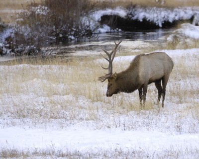 Elk, Bull-100909-Moraine Park, RMNP, CO-#0193.jpg