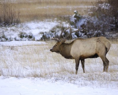 Elk, Bull-100909-Moraine Park, RMNP, CO-#0227.jpg