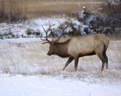 Elk, Bull-100909-Moraine Park, RMNP, CO-#0236.jpg
