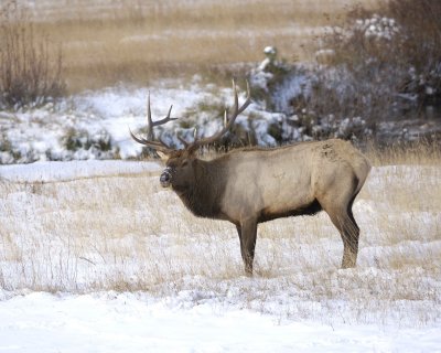 Elk, Bull-100909-Moraine Park, RMNP, CO-#0243.jpg