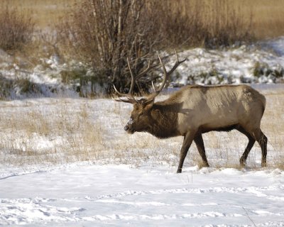 Elk, Bull-100909-Moraine Park, RMNP, CO-#0276.jpg