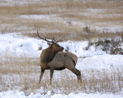 Elk, Bull-100909-Moraine Park, RMNP, CO-#0287.jpg