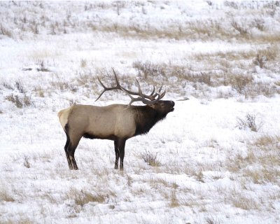 Elk, Bull-100909-West Horseshoe Park, RMNP, CO-#0047.jpg