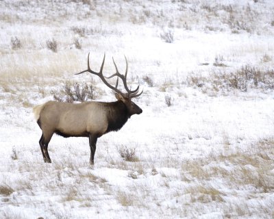 Elk, Bull-100909-West Horseshoe Park, RMNP, CO-#0065.jpg