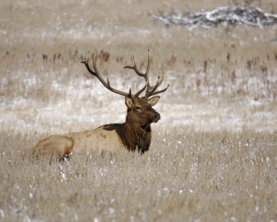 Elk, Bull-101009-Devils Gulch Rd, Estes Park, CO-#0495.jpg