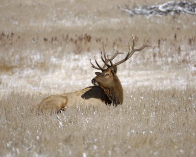 Elk, Bull-101009-Devils Gulch Rd, Estes Park, CO-#0513.jpg