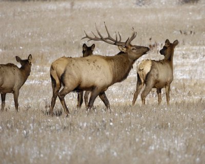 Elk, Bull-101009-Devils Gulch Rd, Estes Park, CO-#0525.jpg