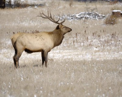 Elk, Bull-101009-Devils Gulch Rd, Estes Park, CO-#0544.jpg