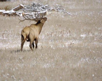 Elk, Bull-101009-Devils Gulch Rd, Estes Park, CO-#0546.jpg