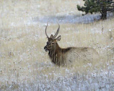 Elk, Bull-101009-Elk Trail Ct, Estes Park, CO-#0432.jpg