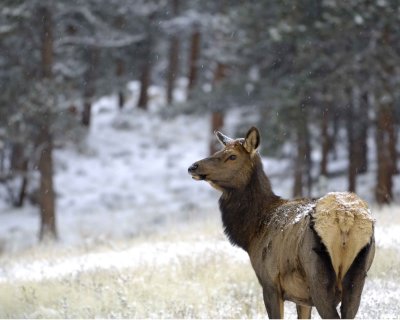 Elk, Cow, snowing-101009-Moraine Park, RMNP, CO-#0015.jpg