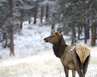 Elk, Cow, snowing-101009-Moraine Park, RMNP, CO-#0017.jpg