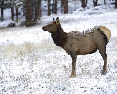 Elk, Cow, snowing-101009-Moraine Park, RMNP, CO-#0036.jpg